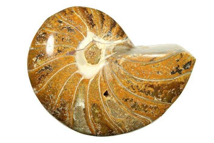 Polished Fossil Nautilus (Cymatoceras) - Madagascar #297177